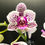 Miniatura: Orchidea Phalaenopsis Micro vaso 6