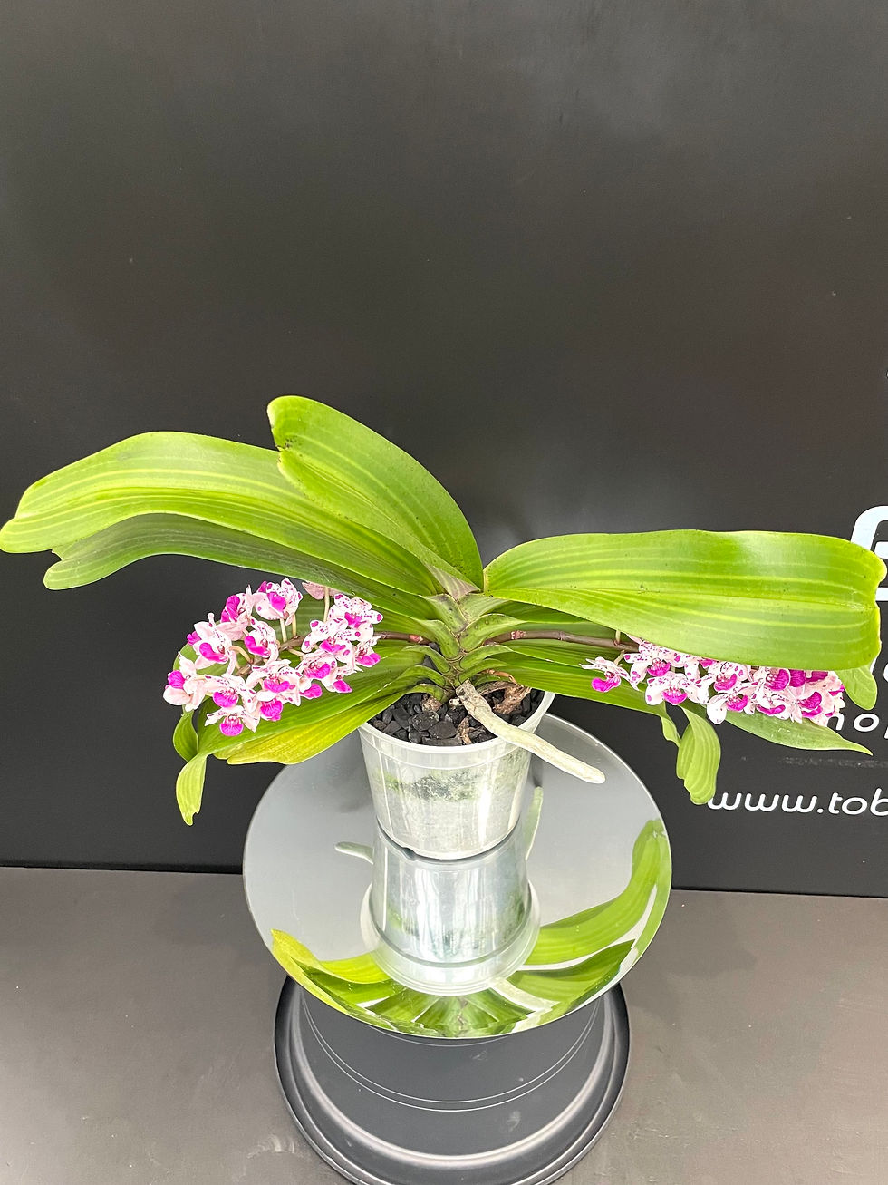 Miniatura: Orchidea Rhynchostylis Gigantea vaso15