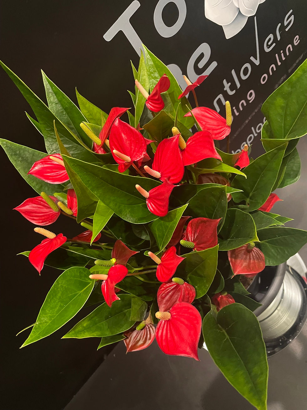 Thumbnail: Anthurium Million Flowers vaso 17