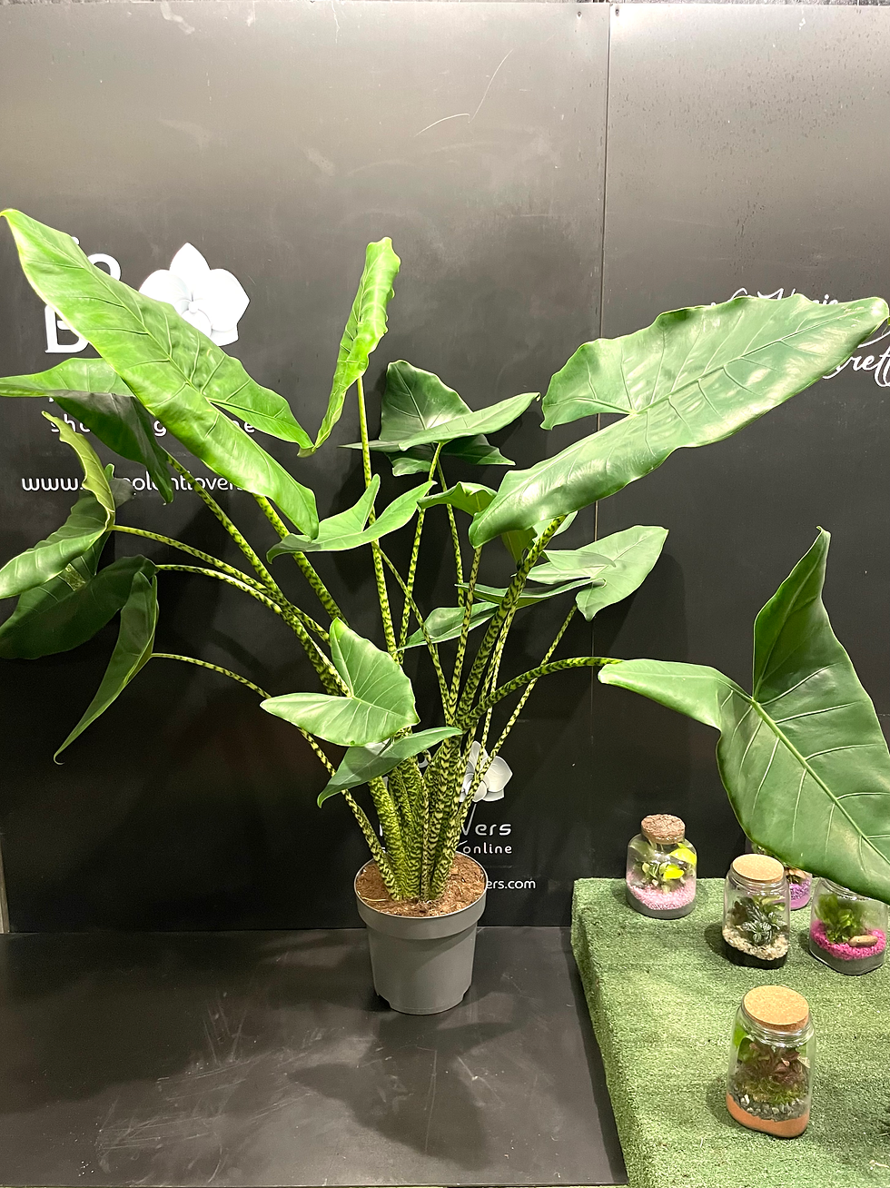 Thumbnail: Alocasia Zebrina XL vaso27