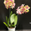 Miniatura: Orchidea Phalaenopsis 2 rami vaso 12