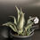 Miniatura: Agave Blu