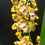Miniatura: Orchidea Cambria vaso 12