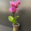 Miniatura: Orchidea Phalaenopsis Micro vaso 6