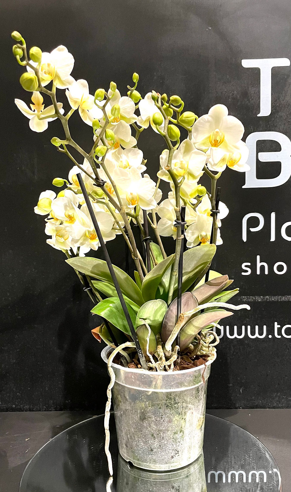 Thumbnail: Orchidee Phalaenopsis Multiflora vaso 15