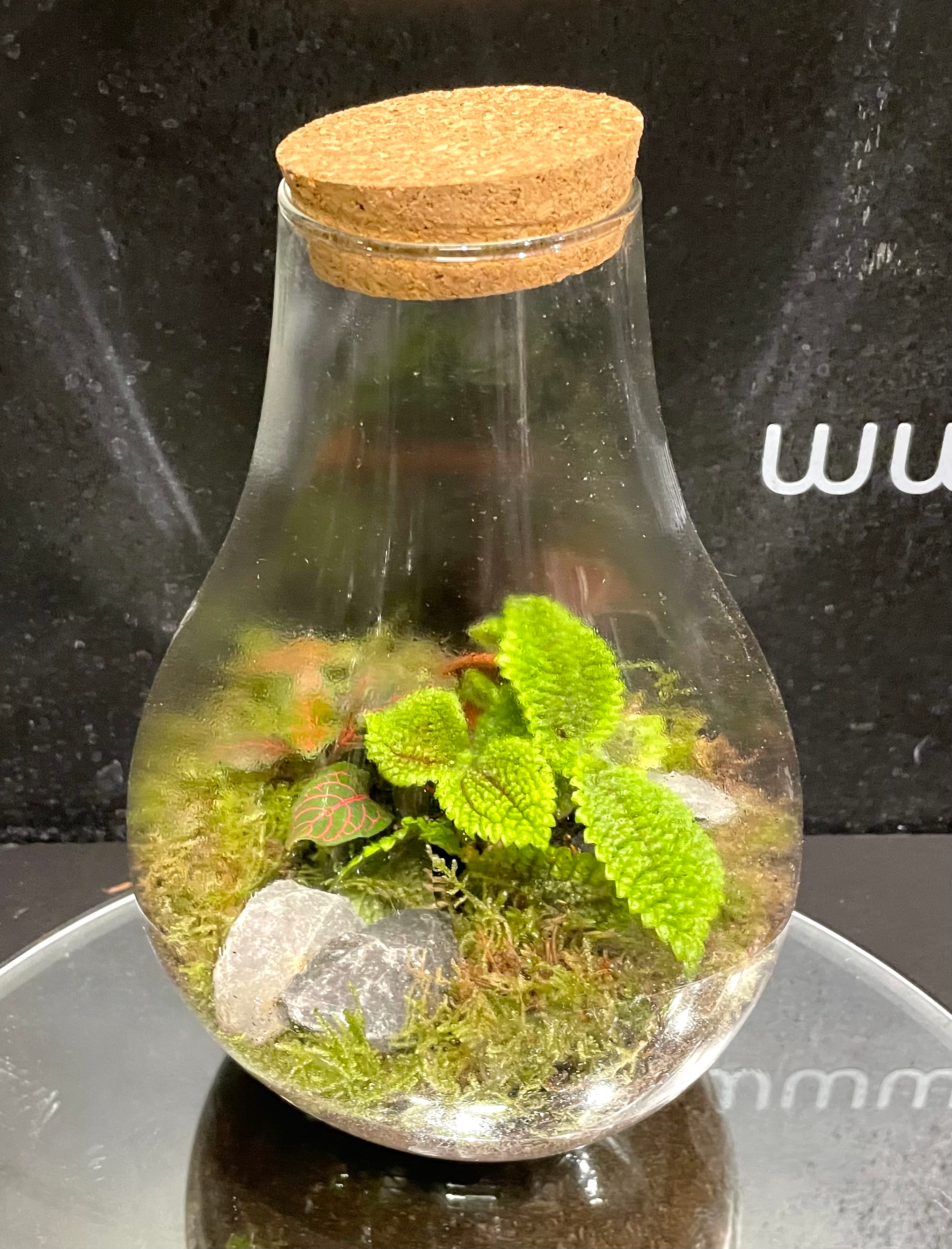 Terrario Tropicali in vetro