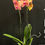 Miniatura: Orchidea Phalaenopsis 2 rami vaso 12
