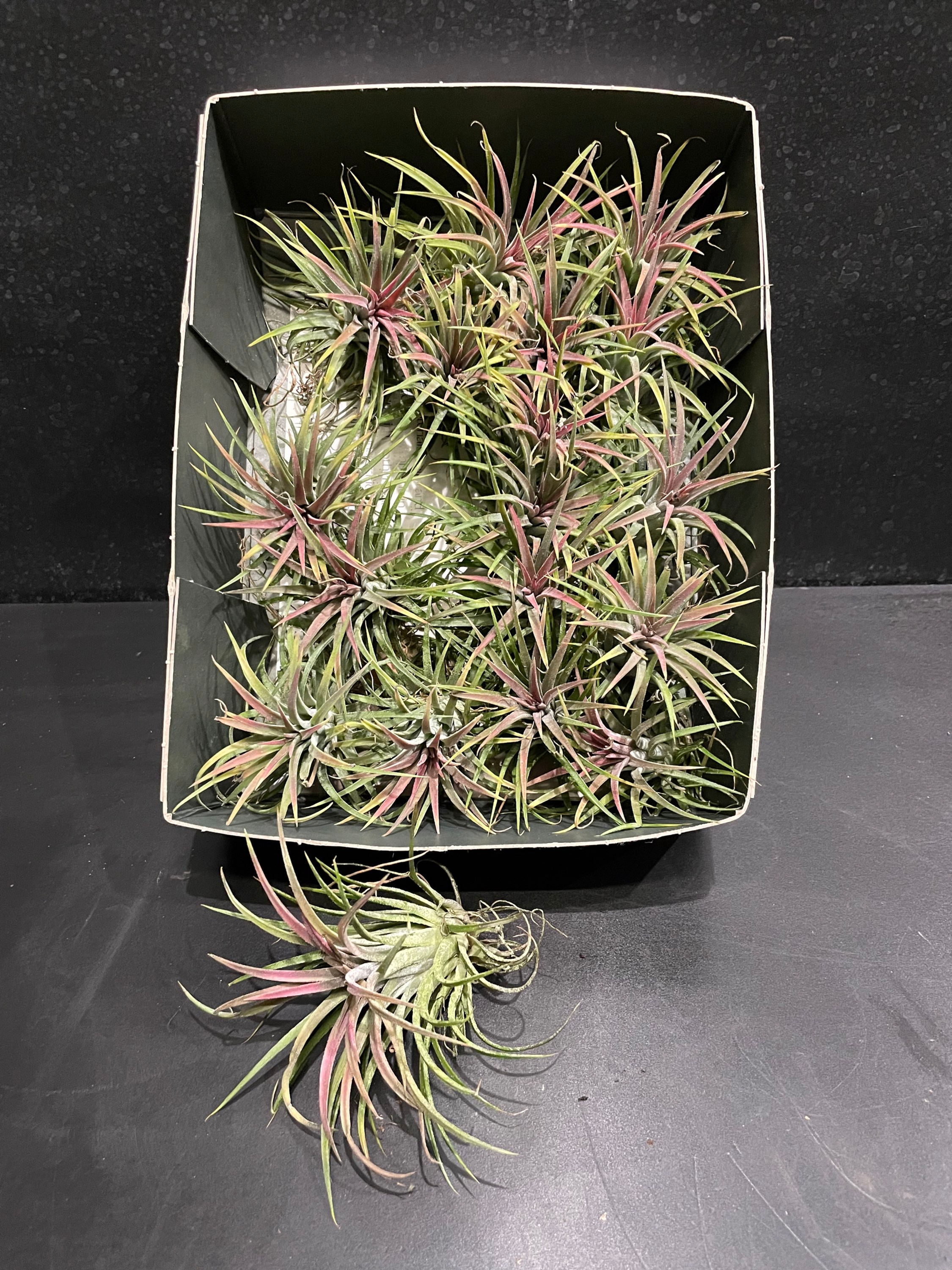 Tillandsia Cassetta da 20