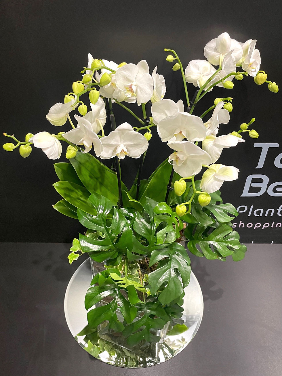 Miniatura: Composizione Phalaenopsis e rare tropicali in Cubo vetro (Consegna solo su Roma)