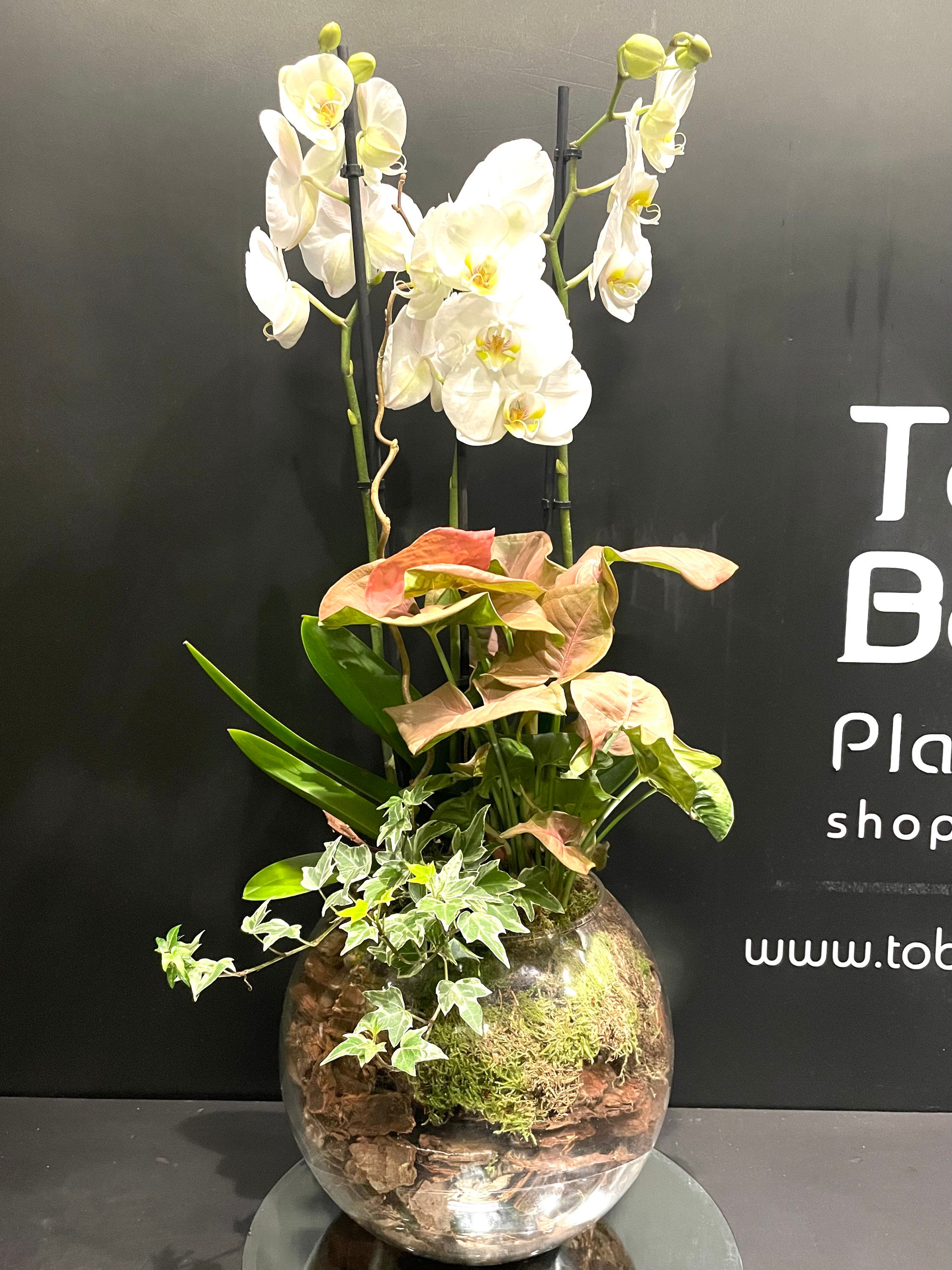 Composizione Phalaenopsis e tropicali in sfera vetro 25 (consegna solo su Roma)