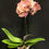 Miniatura: Orchidea Phalaenopsis 1 ramo vaso 12