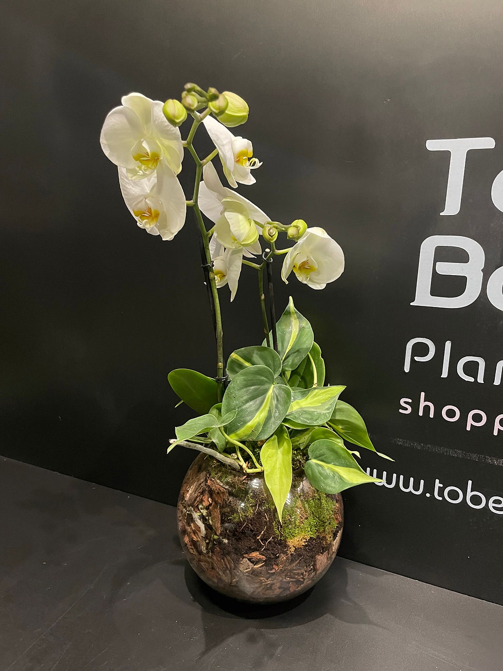 Miniatura: Composizione Phalaenopsis e Tropicali in Sfera vetro - (Consegna solo su Roma) 