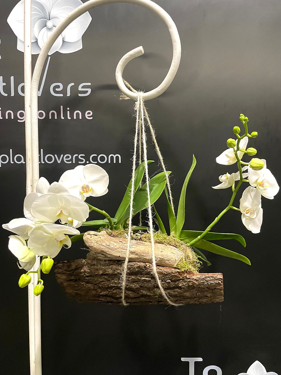 Thumbnail: Composizione Phalaenopsis su Zattera 