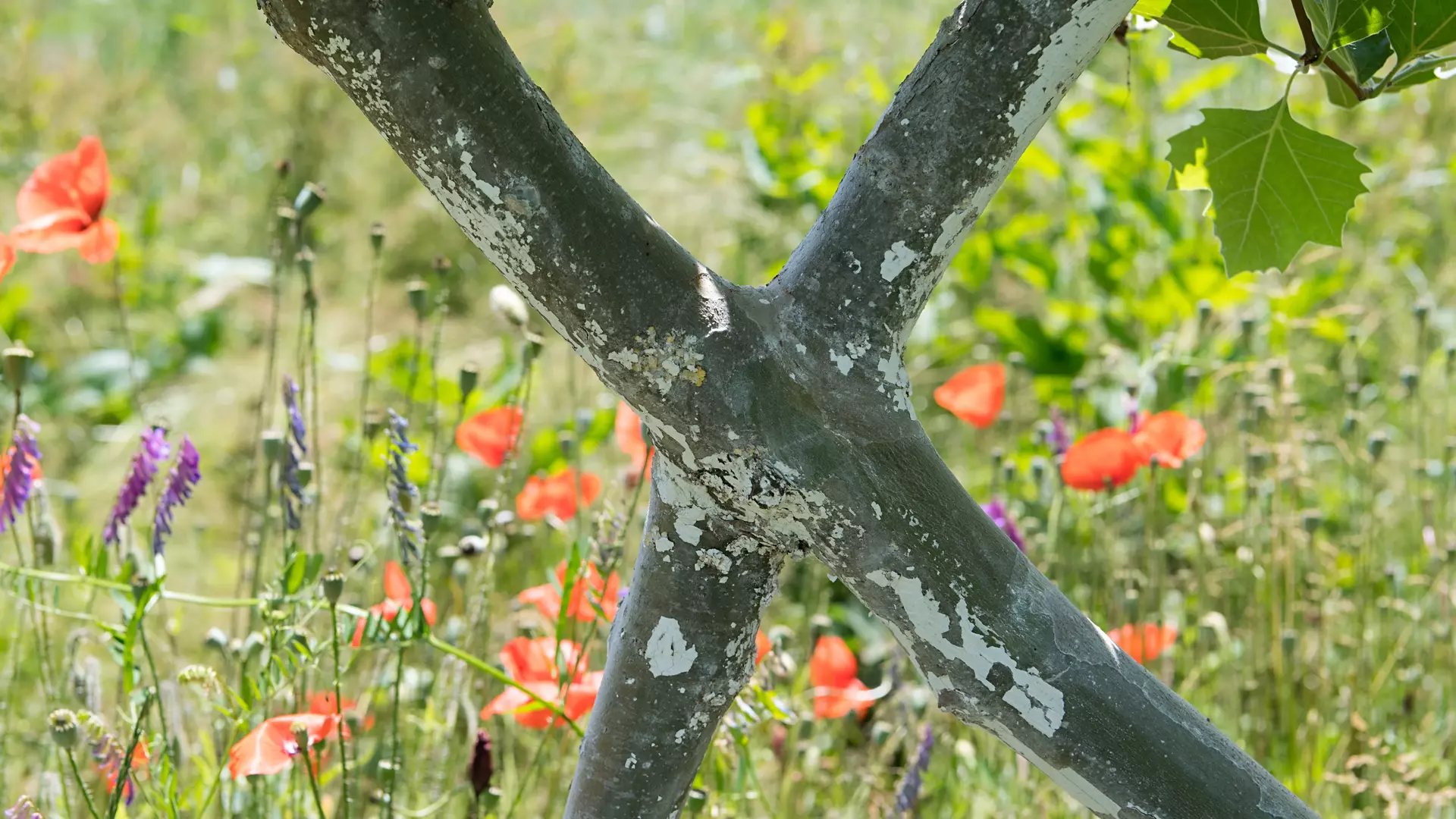 Inosculation of two tree trunk, similar to the Ficus elastica.
