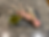 ree