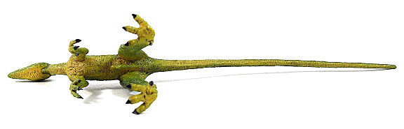 Compsognathus longipes
