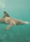 nadar con tiburones es peligroso