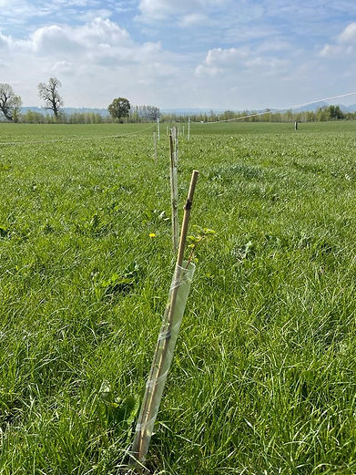Agro-forestry.jpg