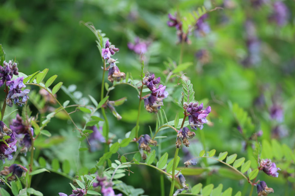 purple flowering scrambling plant