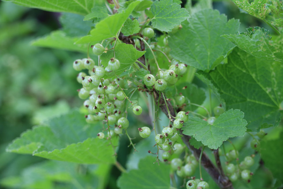 berries waiting to ripen in the sun