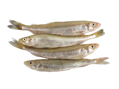 Fische - Anglerinformationszentrum