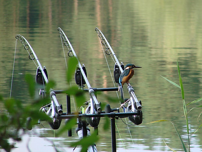 Angeln an der Elbe oder an ihren Nebenflüssen, die Natur ist überall schön