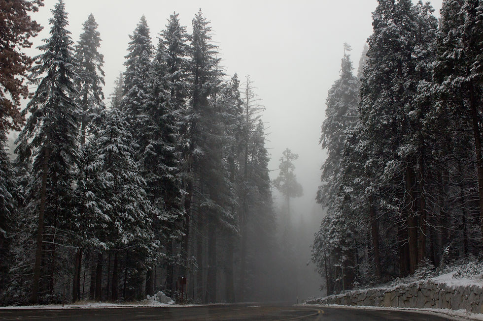 Sequia Tree Edits 130.jpg