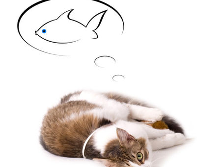 What Does Natural Cat Food Really Mean?