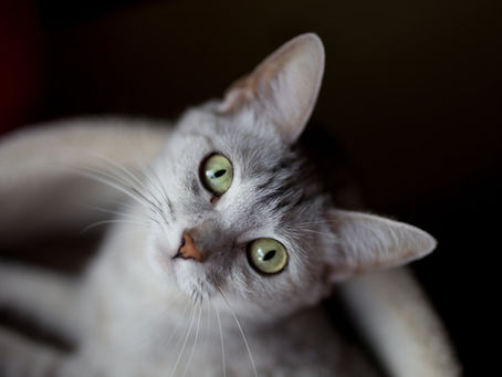 What Type of Cat Litter is Best for Your Cat?