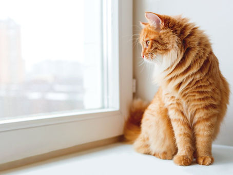 Gluten Free Options For Your Cat