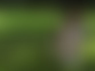 Treating Indigestion for Cats With Premium Food