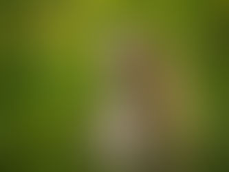 What Do You Know About Grain-Free Cat Food