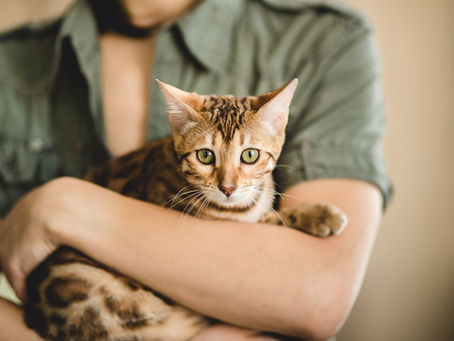 Avoid Cat Food Recalls: Go All-Natural