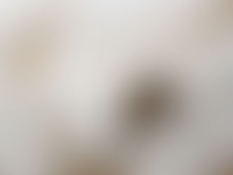 All-Natural Lite Food to Get Your Cat In Shape