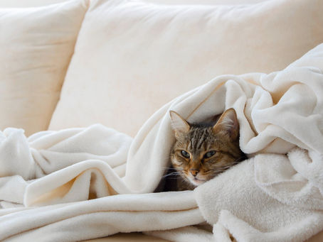 All-Natural Lite Food to Get Your Cat In Shape