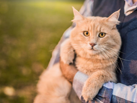 Benefits of Organic Cat Food