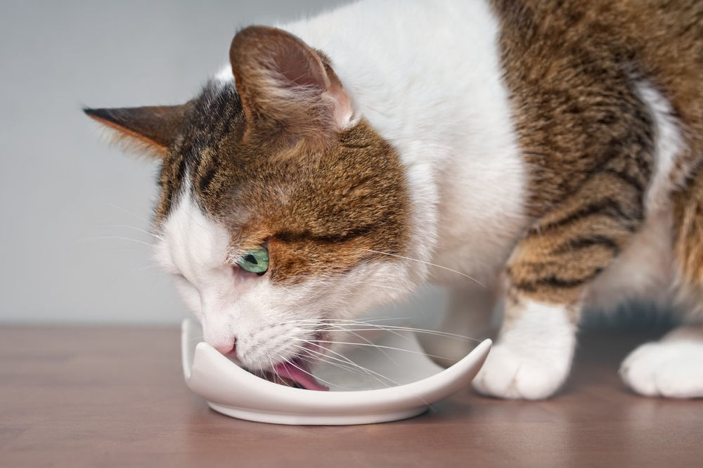 What Is The Difference Between Grain Free And Gluten Free Cat Food 