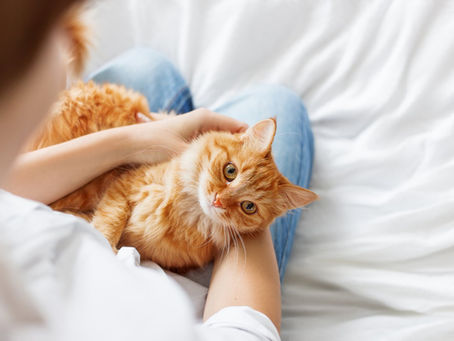 First-time cat parent? Here's a guide for you.