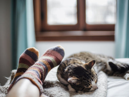 Use Premium Cat Food and Avoid Toxic Ingredients