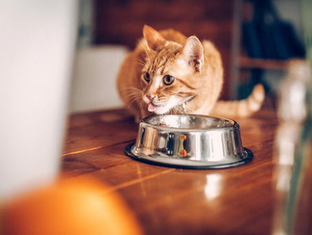 Best Canned Cat Food to Keep Your Pet Healthy And Perky