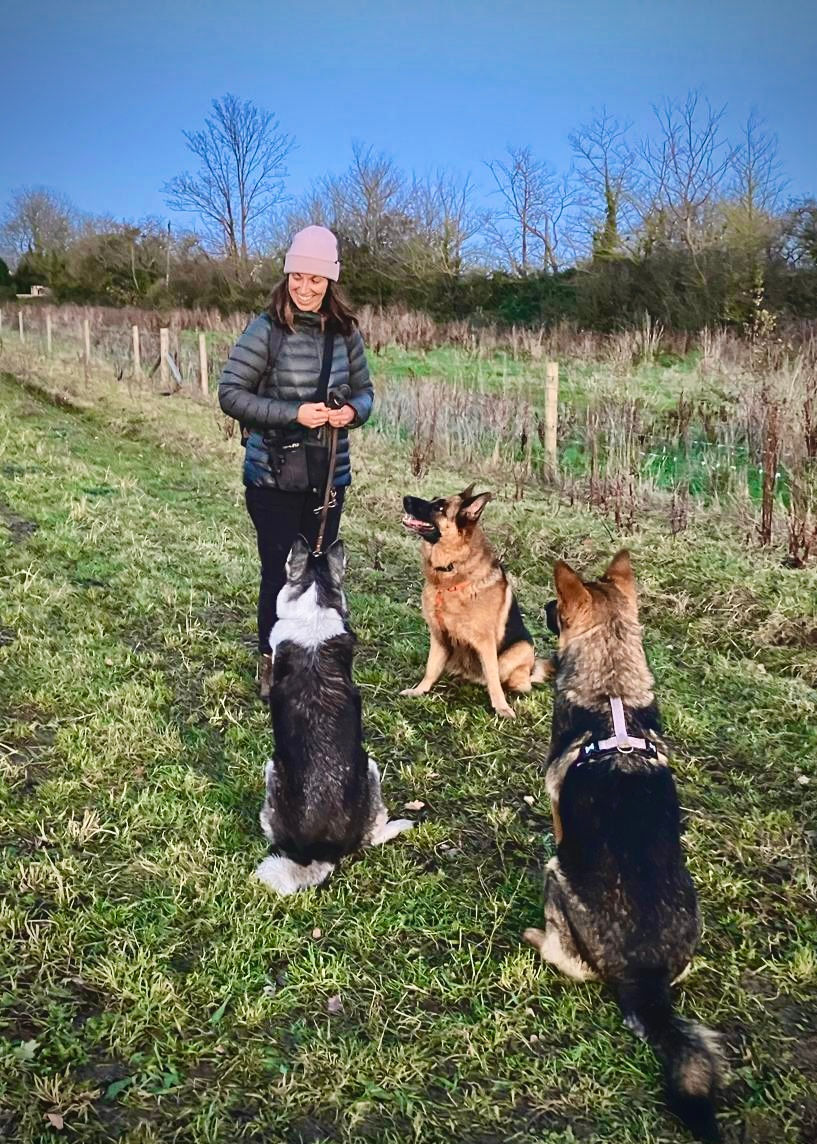 The four foundational behaviours of dog training