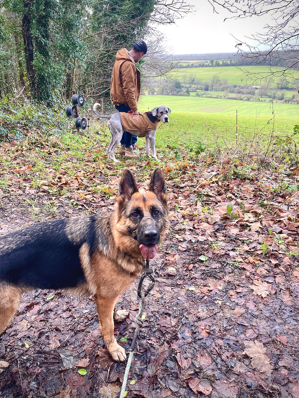 What exactly is a 'behavioural walk'?