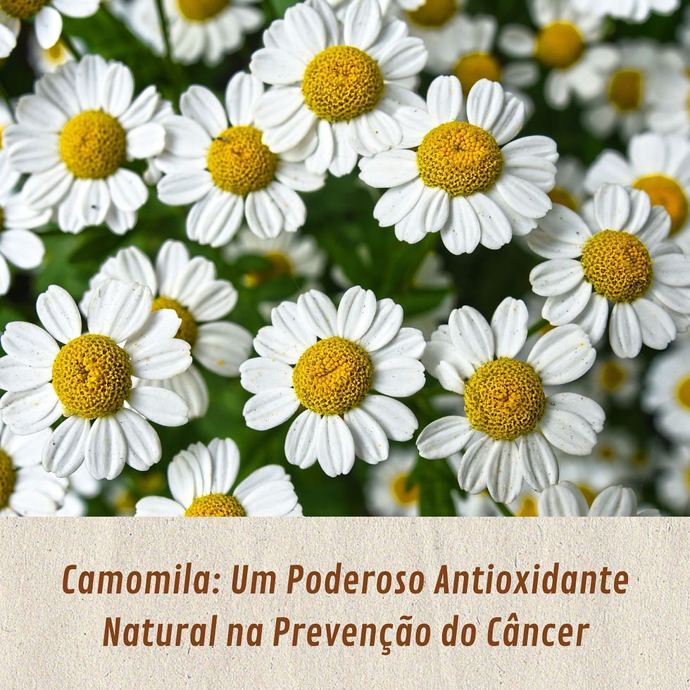 Camomila: Um Poderoso Antioxidante Natural na Prevenção do Câncer