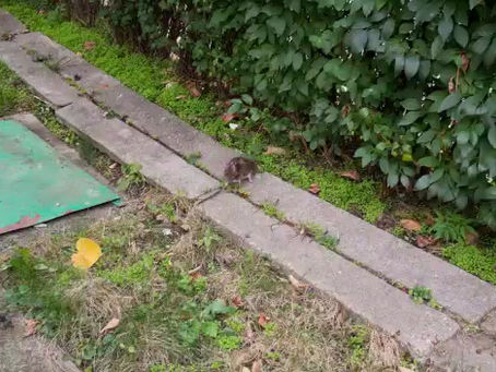 (VIDEO) Deva invadată de șobolani