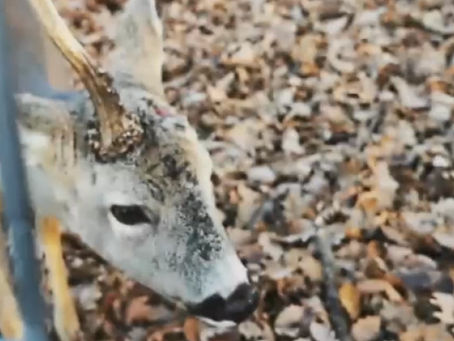 Scandal la grădina zoologică din Hunedoara. Un vizitator a smuls cornul unui căprior