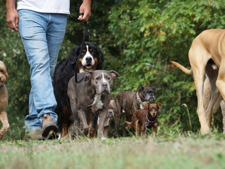 What Is Board and Train Dog Training and How Does It Work?