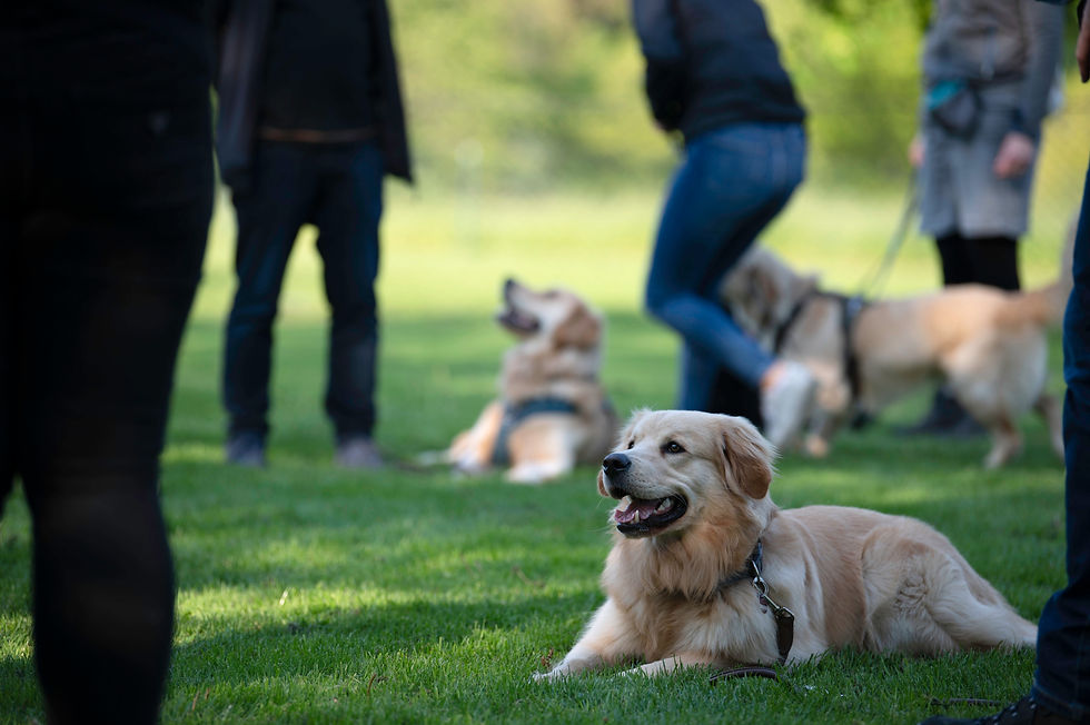 How Professional Dog Training Can Improve Your Pet's Behavior
