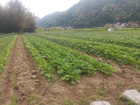 田舎暮らしの　よしなしごと