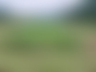 やっぱりヤケ症が出るのか…