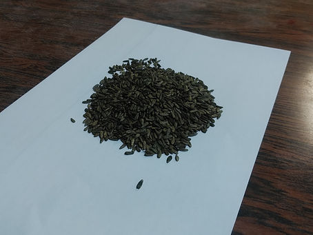 途切れ(そうになっ)たゴボウの種